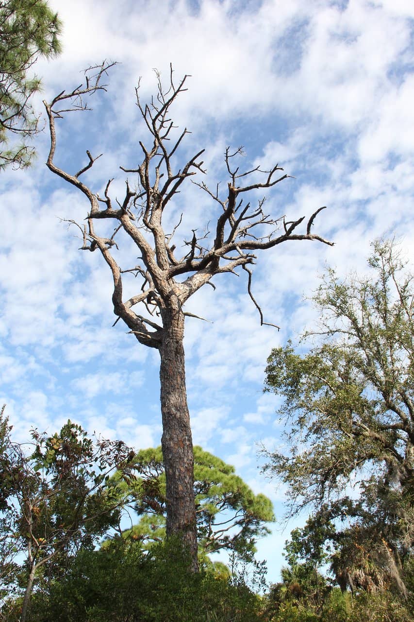 Interpretive Nature Trail