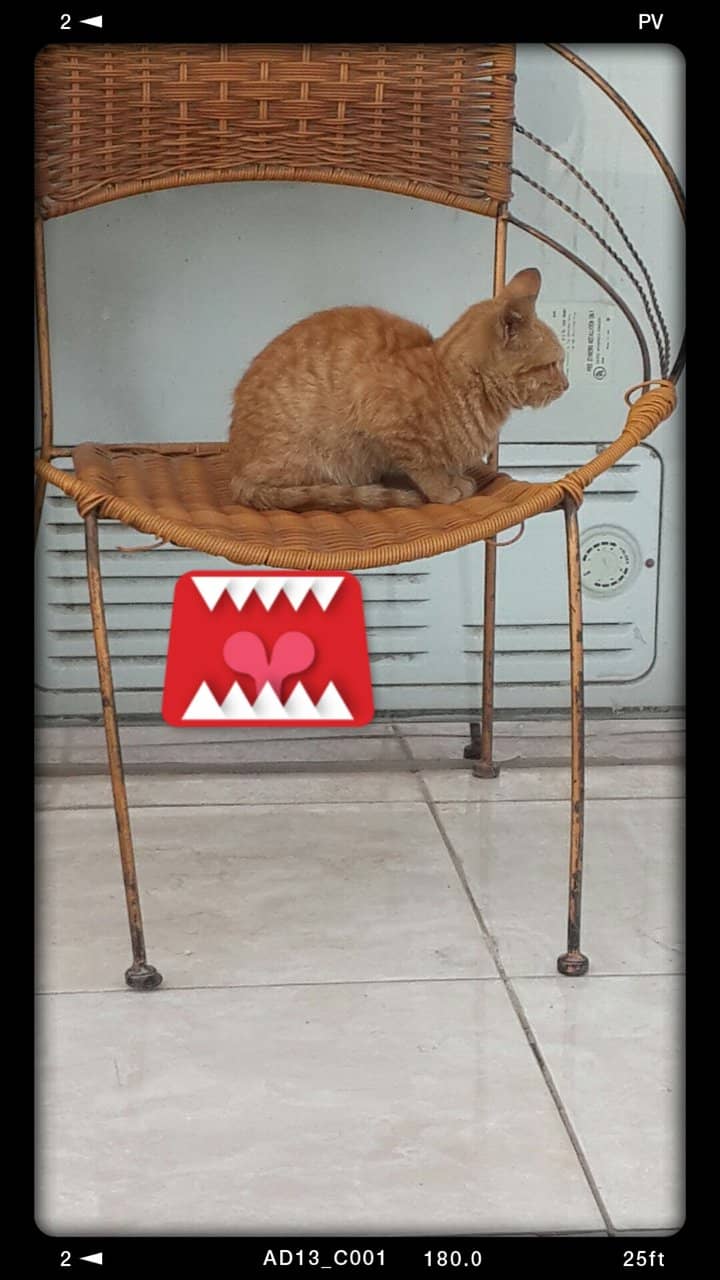 Vertical photo