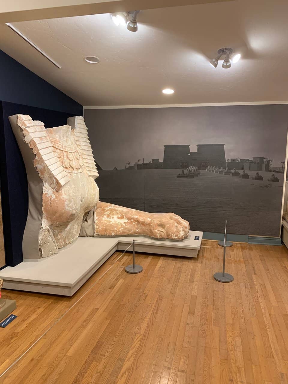 Wildlife Observation