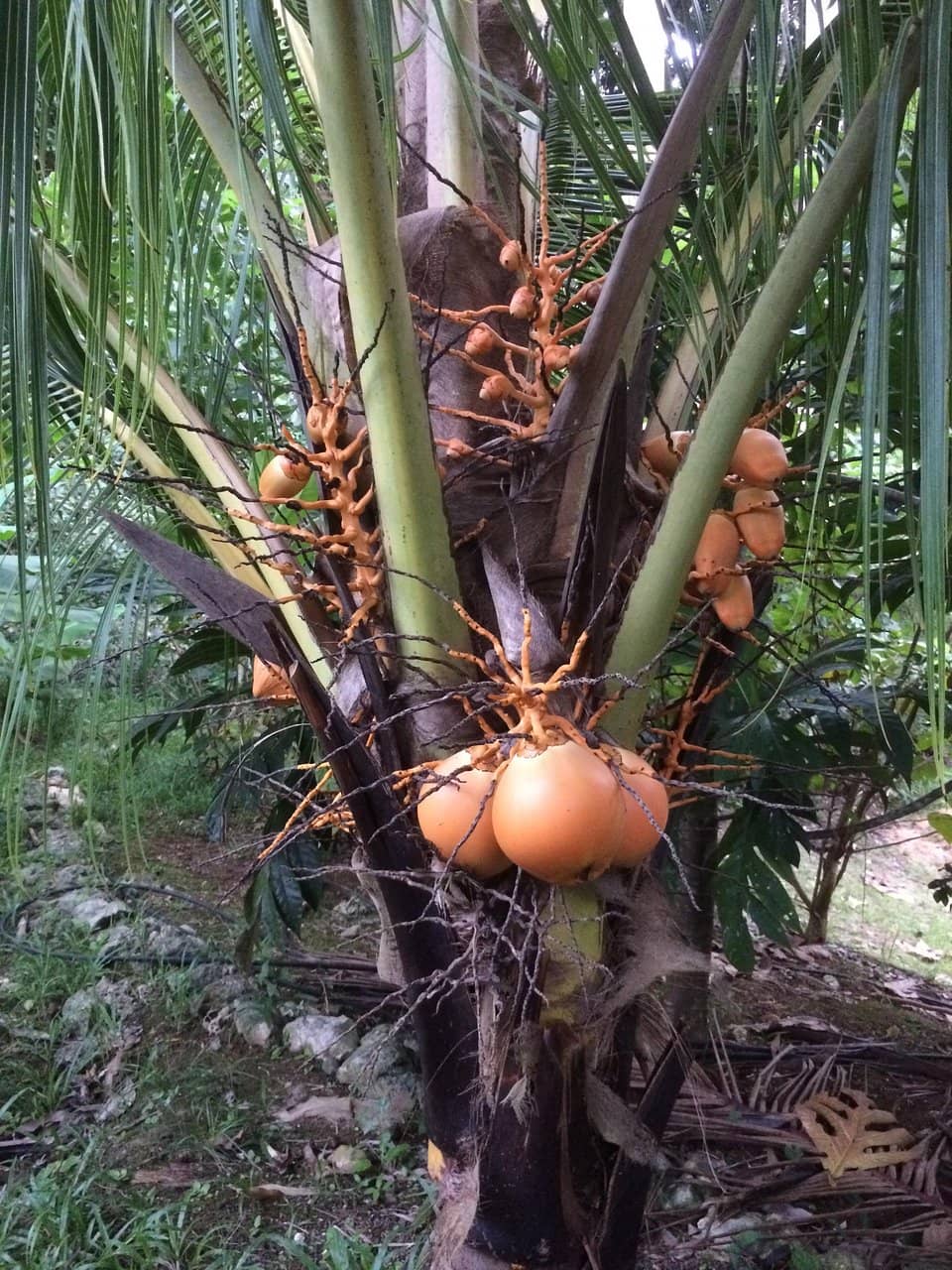 Regenerative Farming Model