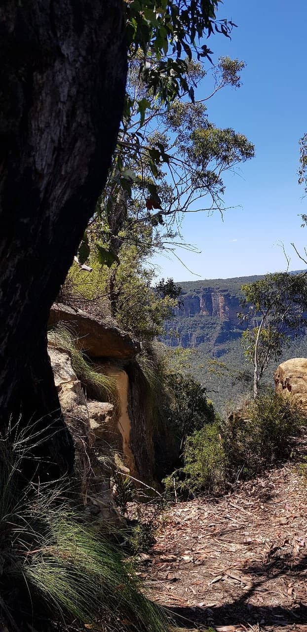 Blue Gum Forest Hike