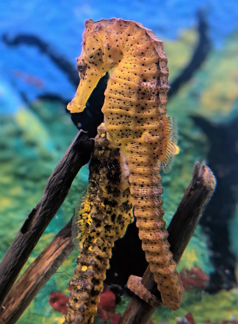 Live Aquarium Tanks