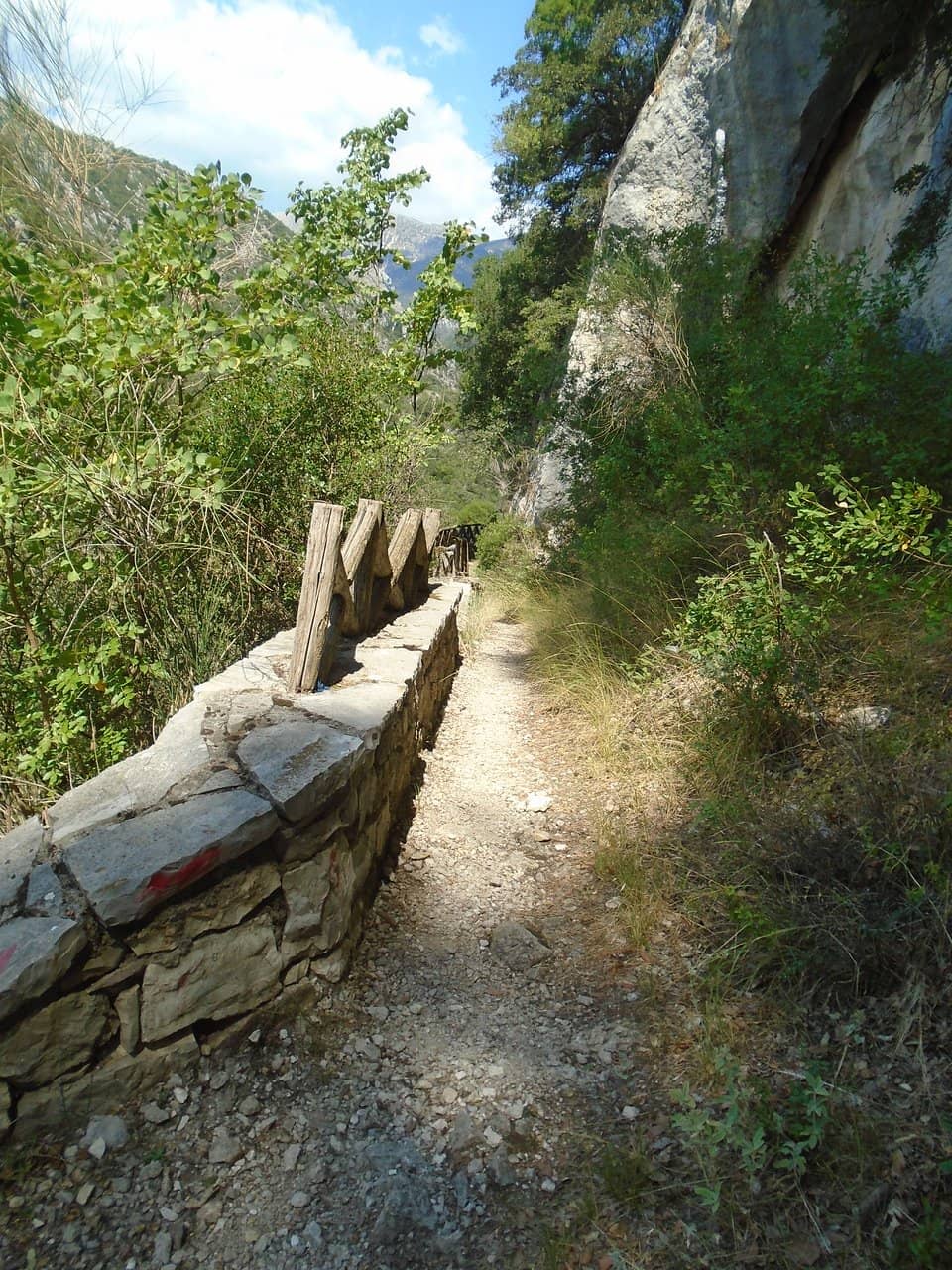 Forest Hiking Trails