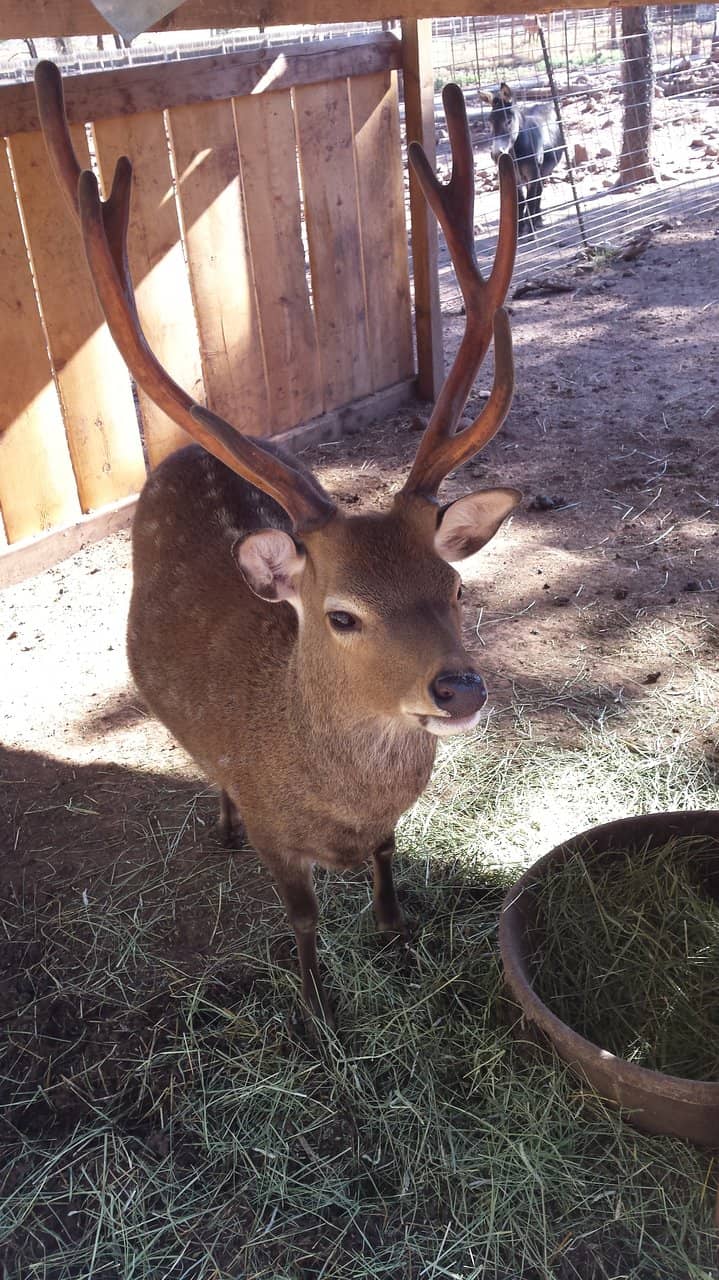 Diverse Animal Encounters