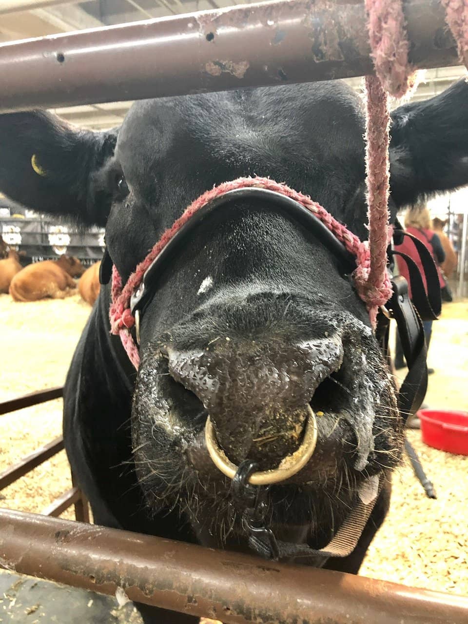 National Western Parade