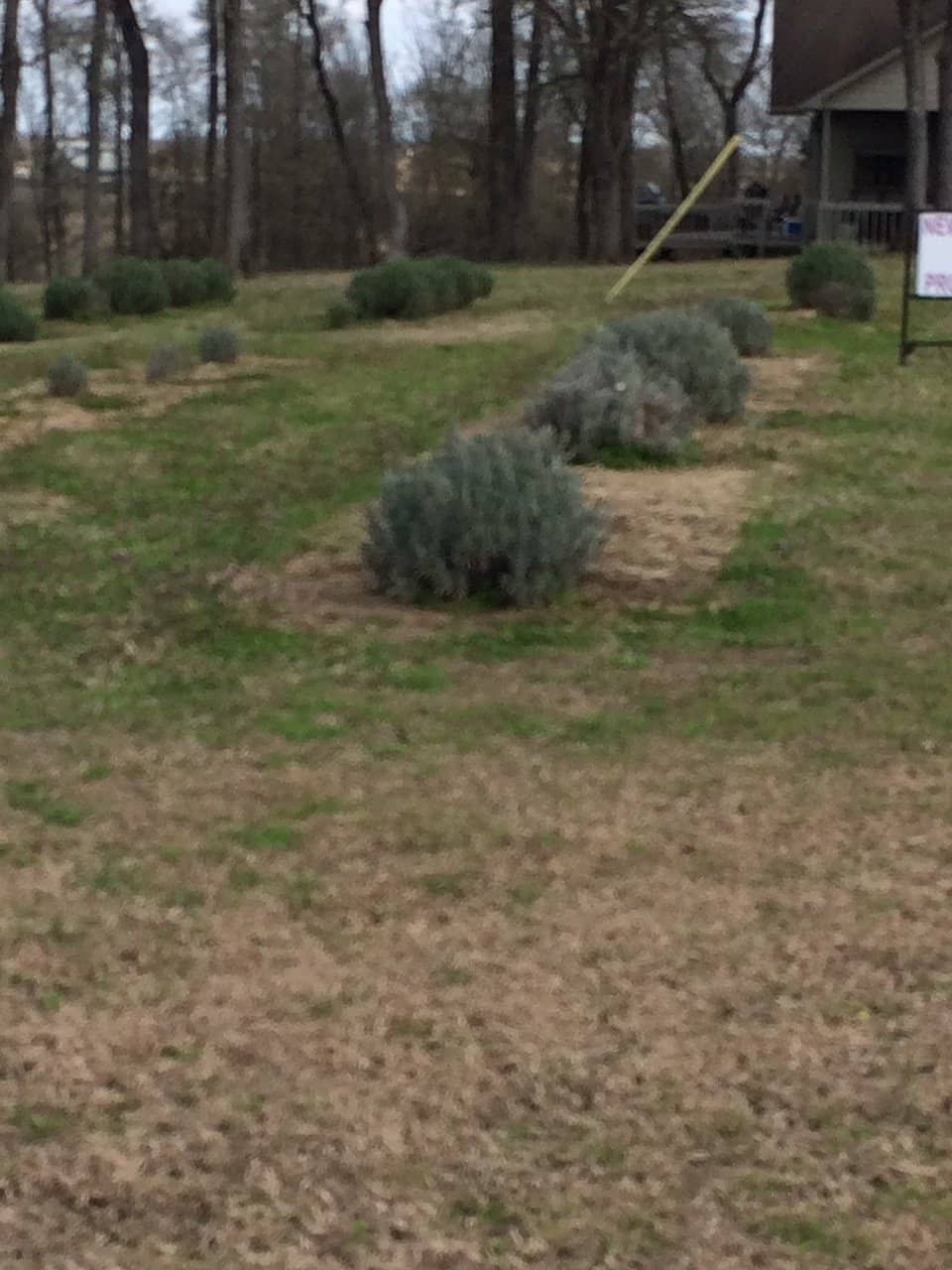 U-Pick Peaches & Berries