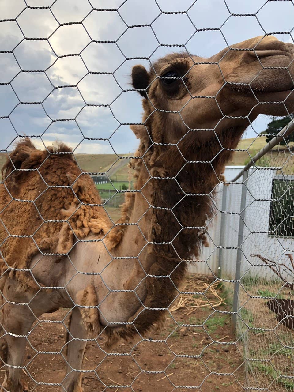 Colorful Bird Aviary