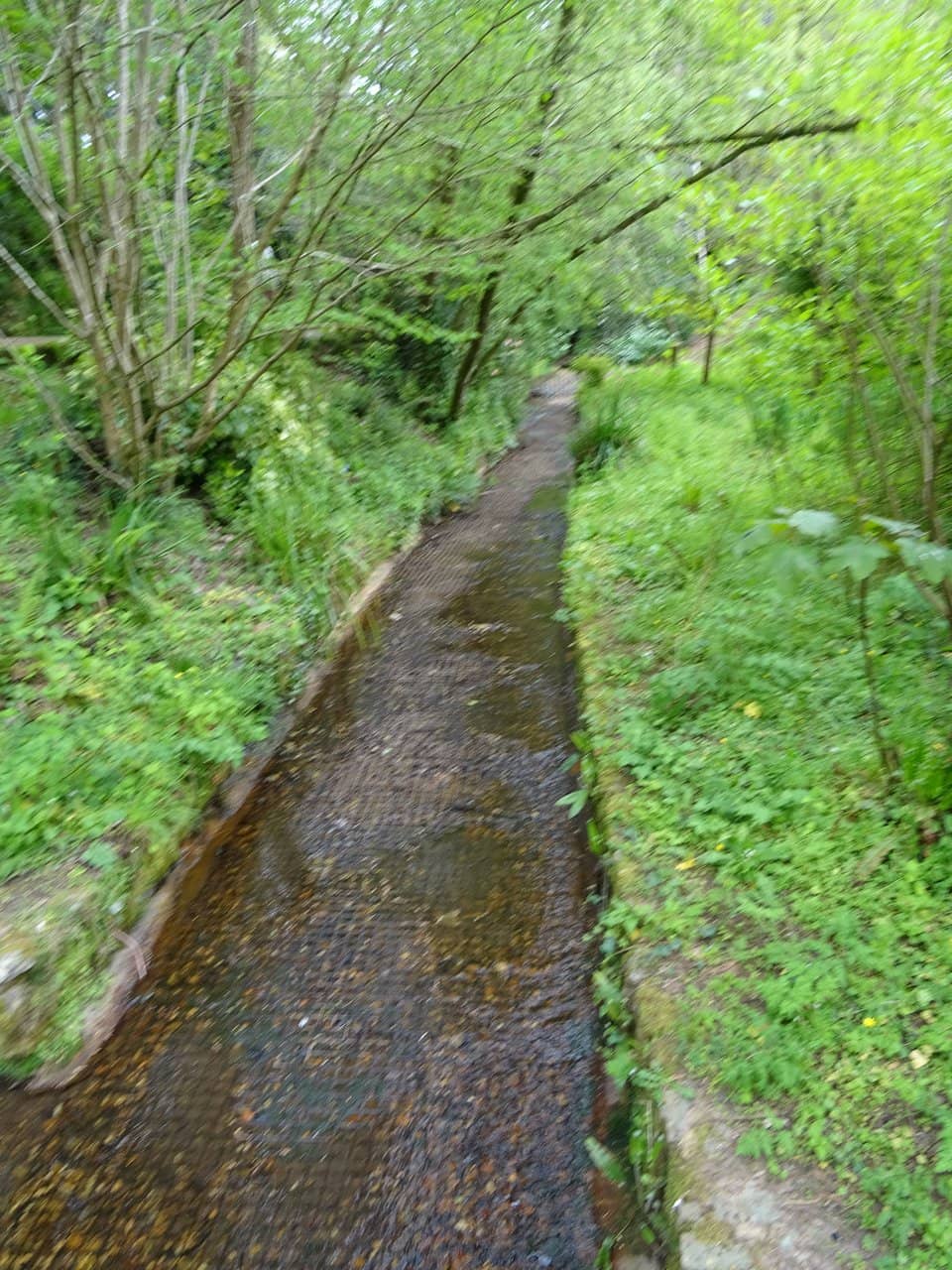 Dog-Friendly Trails