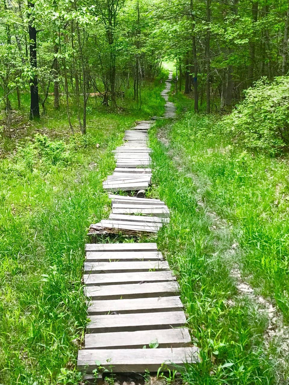 Oak Trail