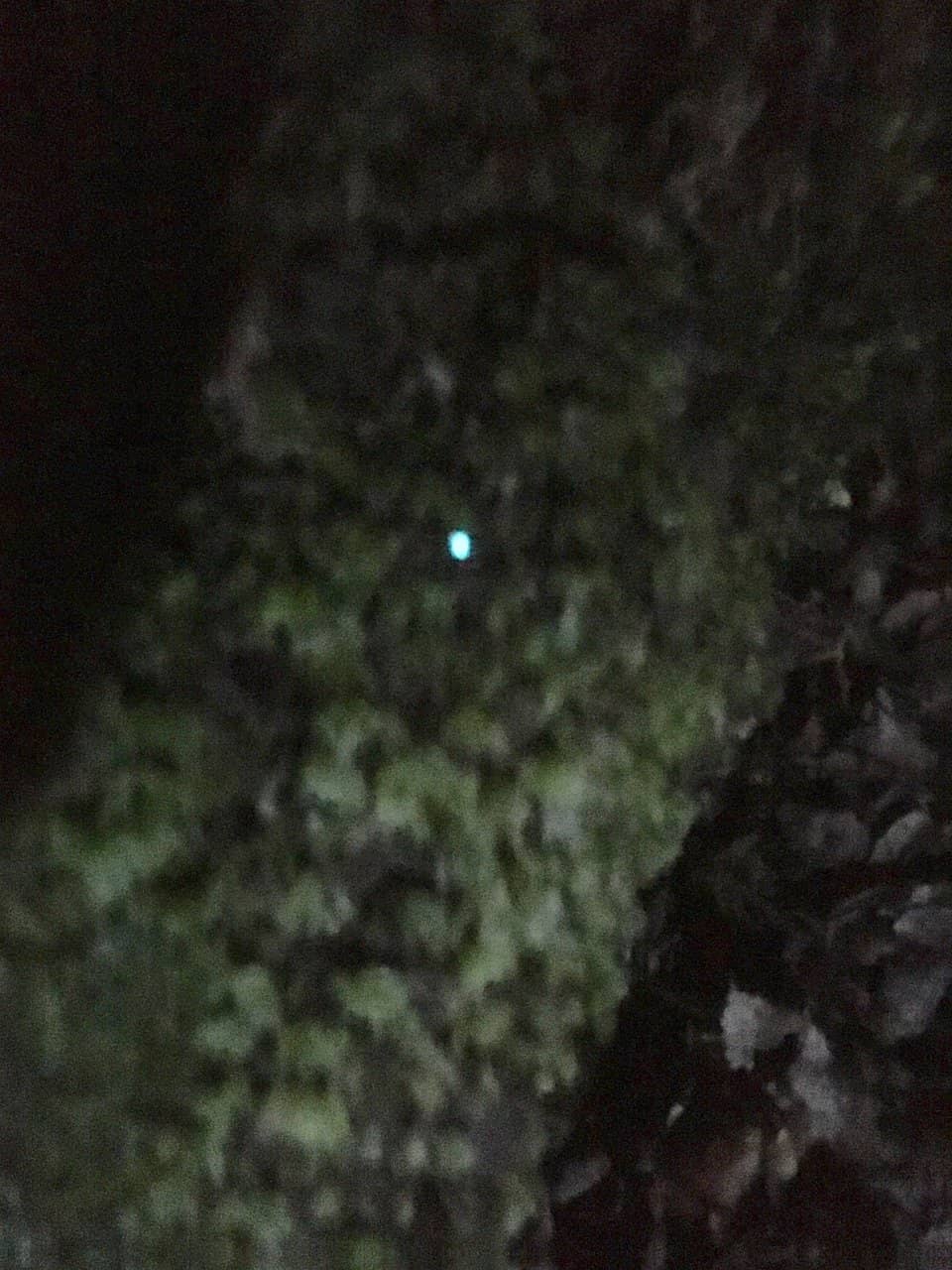 Glow Worms