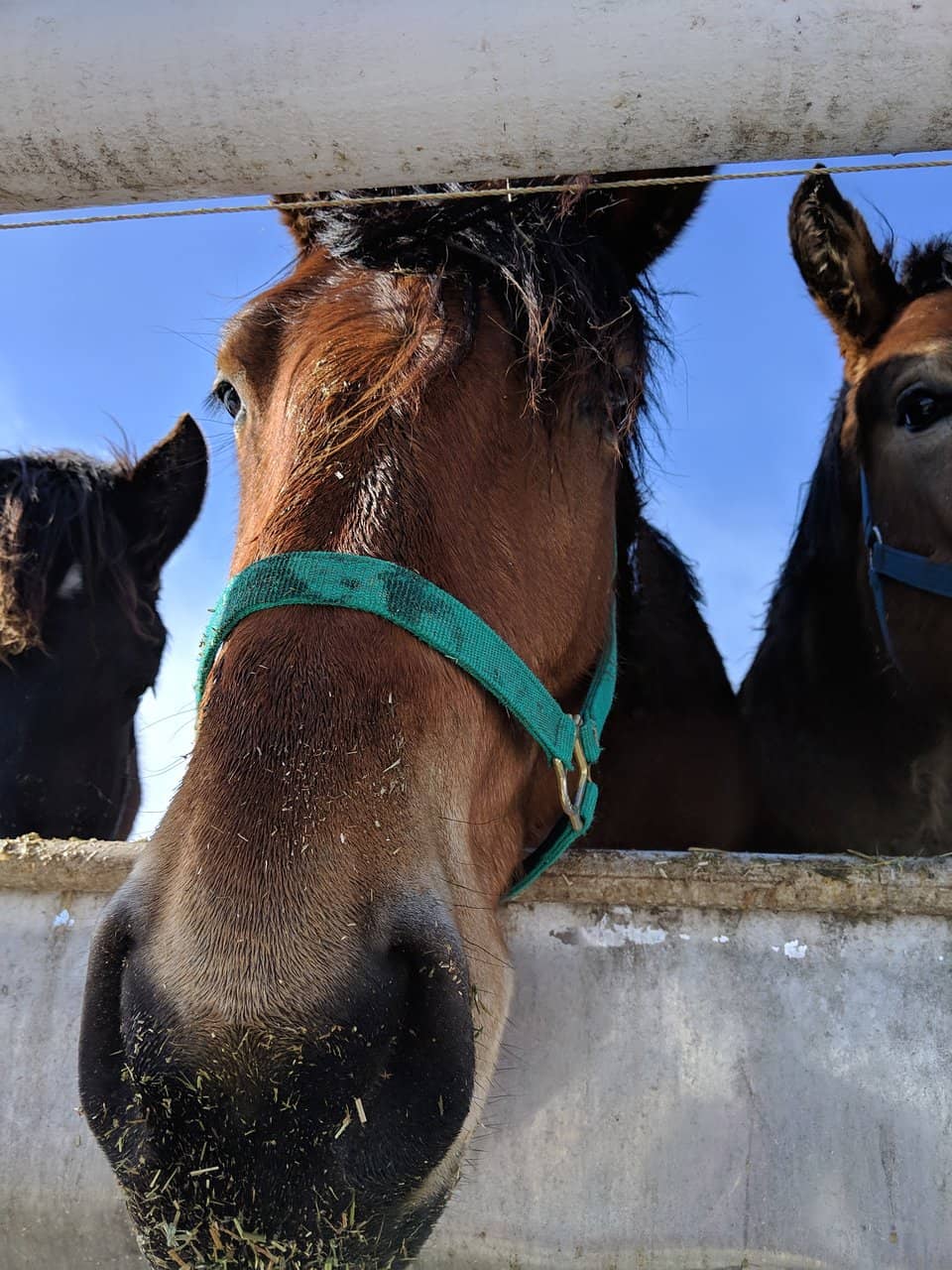 Hokkaido's Culinary Delights
