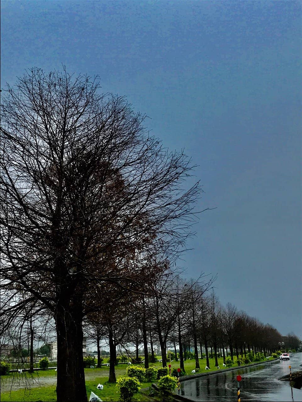 Spring Onion Farming Insights