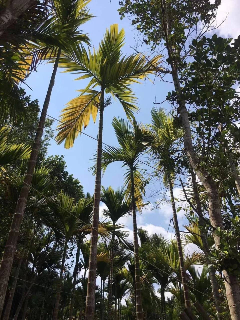 Five Finger Mountain Peaks