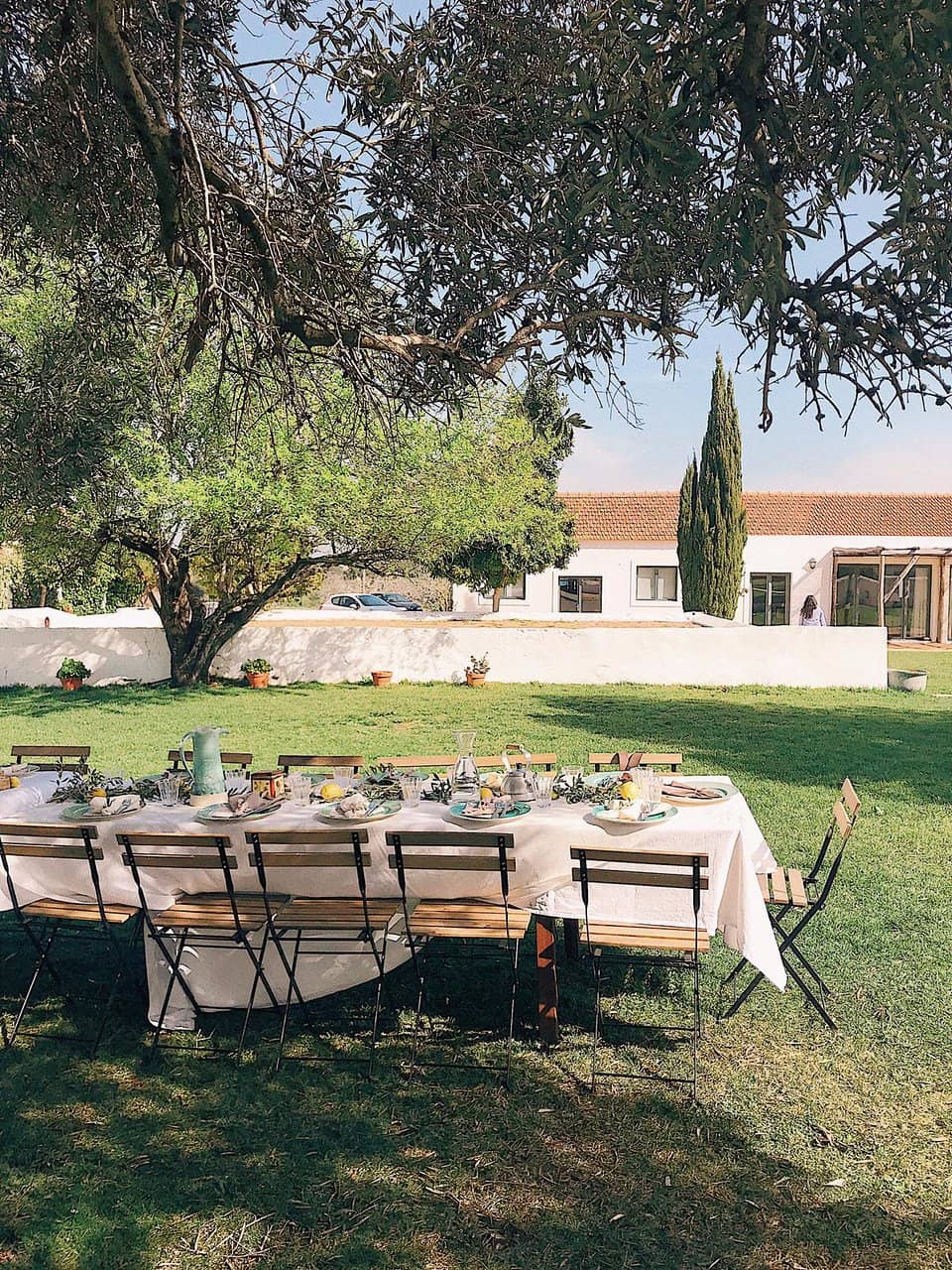 Vineyard and Olive Tree Ambiance
