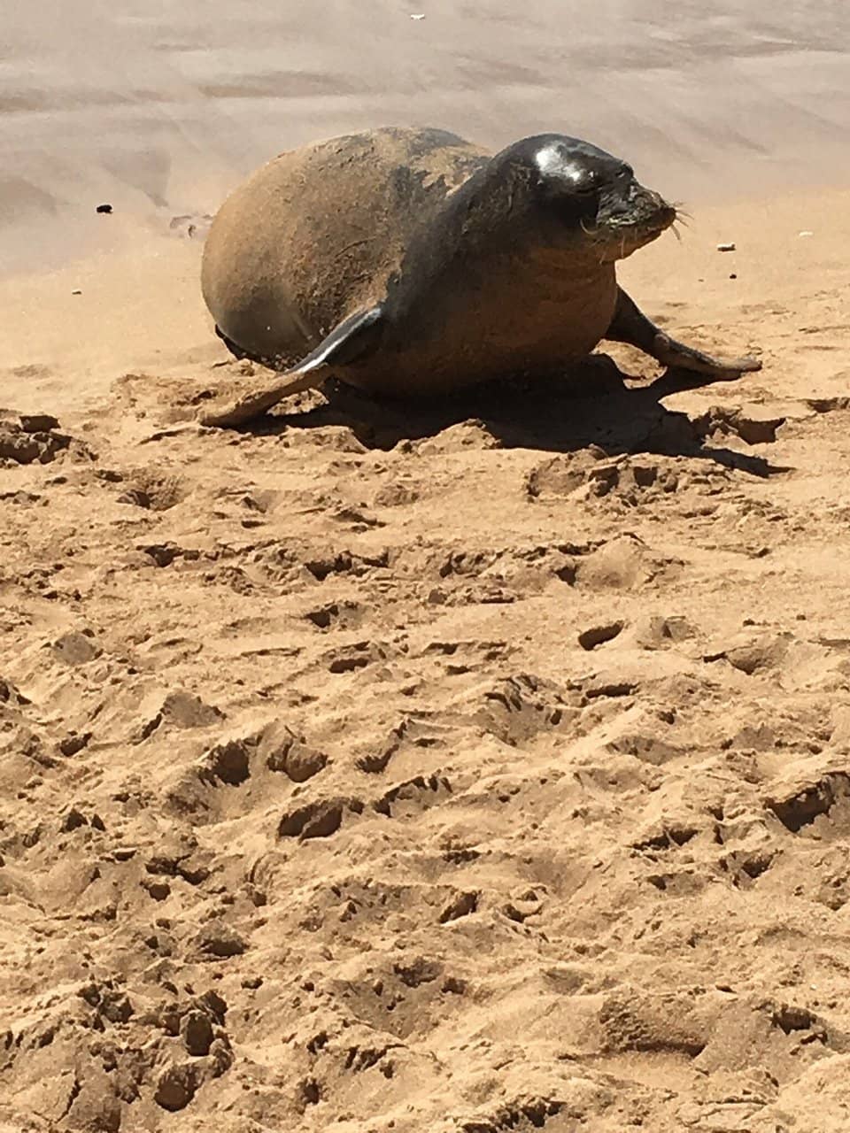 Snorkeling & Marine Life