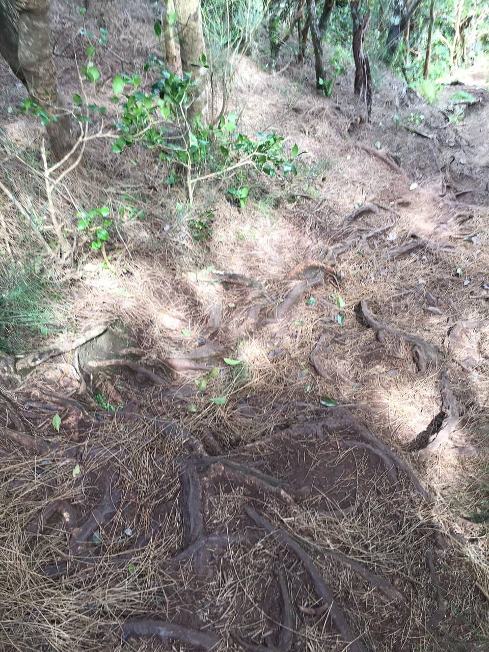 Rainforest Immersion