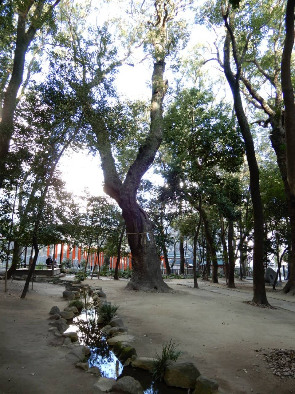 Mizu-mikuji (Water Fortune Slips)