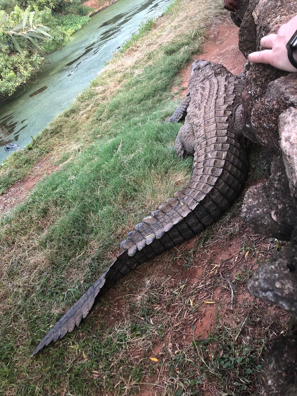 Baby Crocodile Encounters