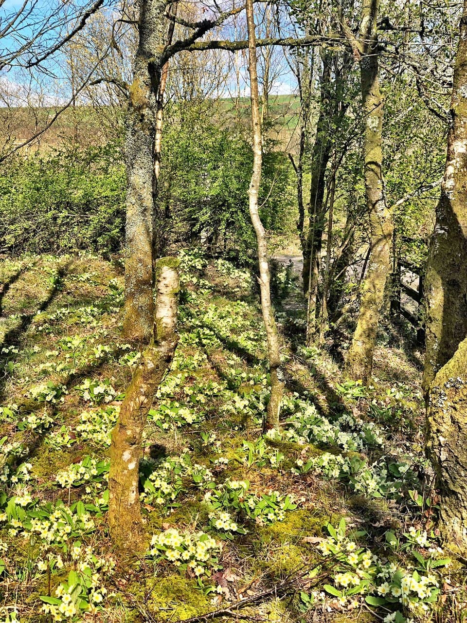 Wetland Areas