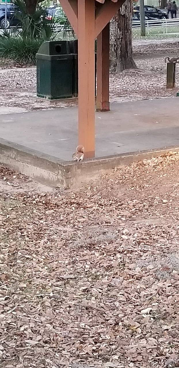 Bird Watching