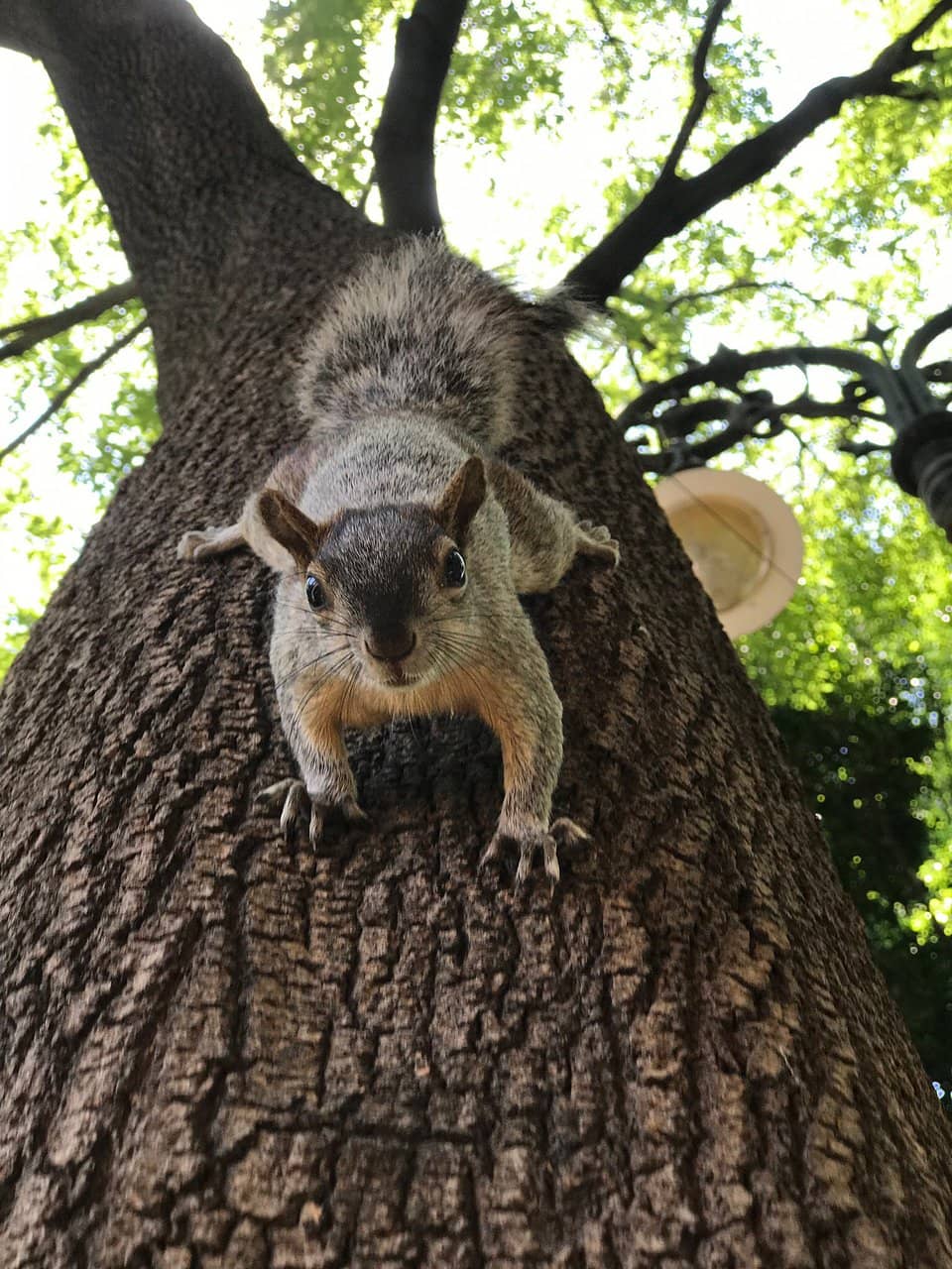 Avenida Francisco Sosa