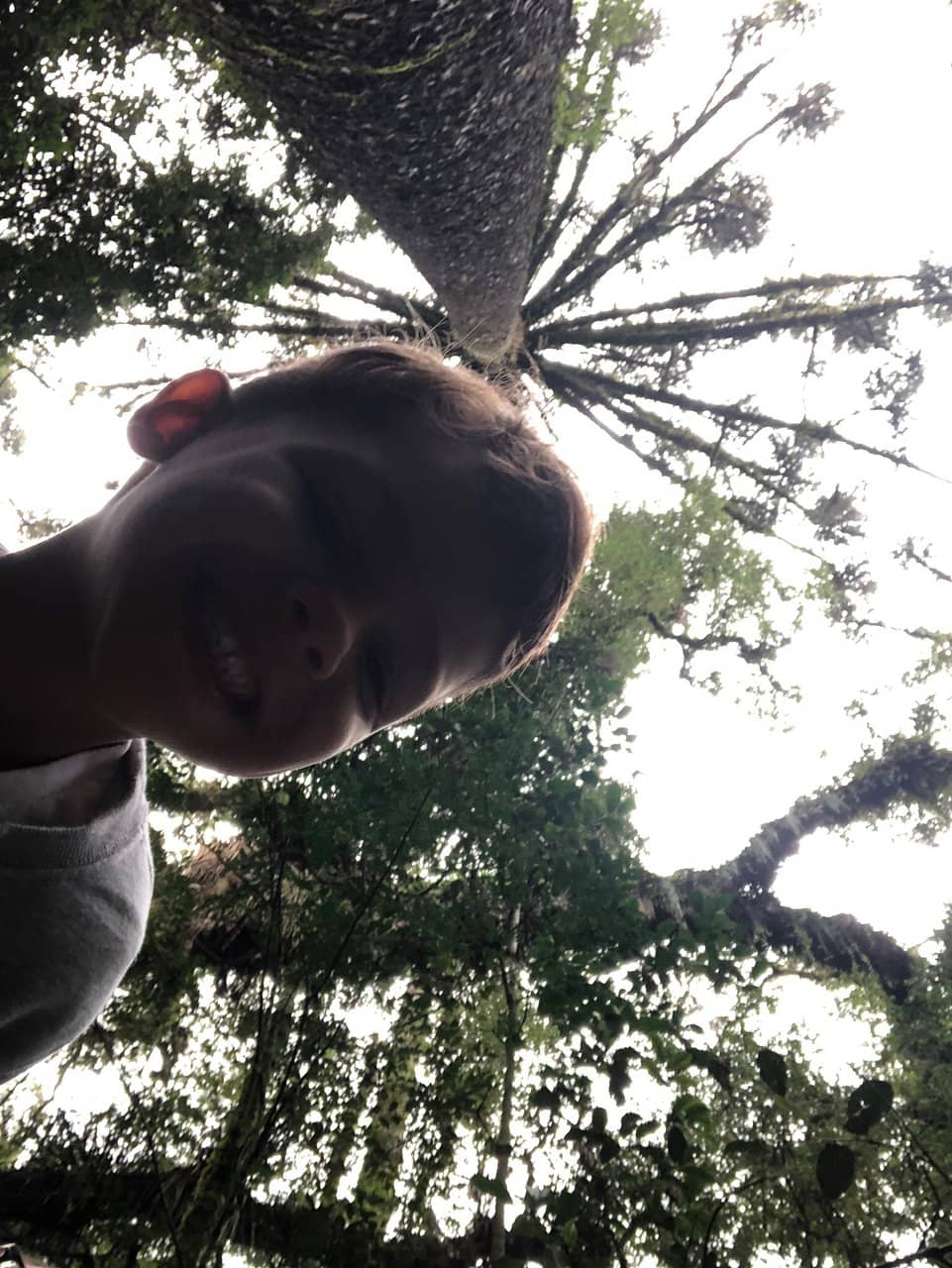 Majestic Araucária Trees