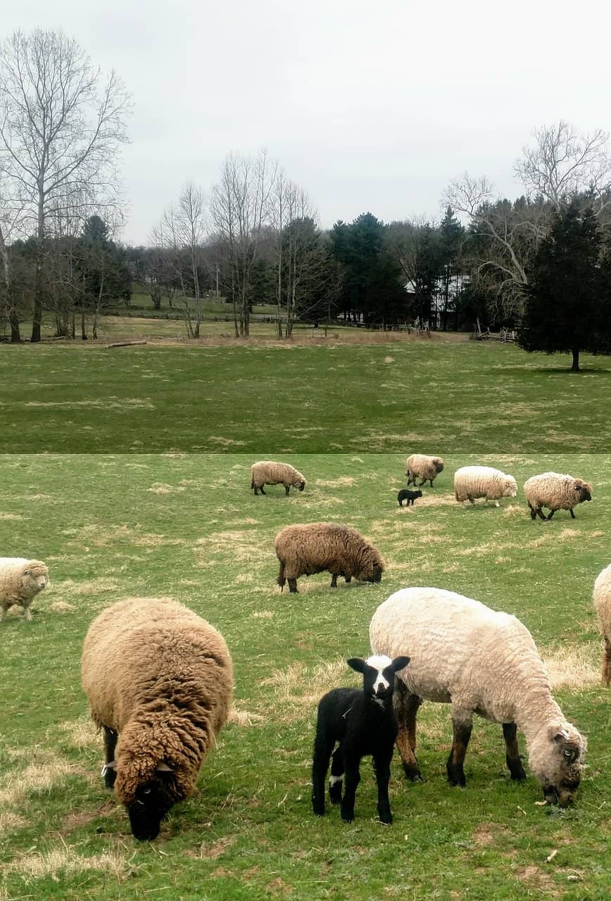 Hands-On Farm Activities