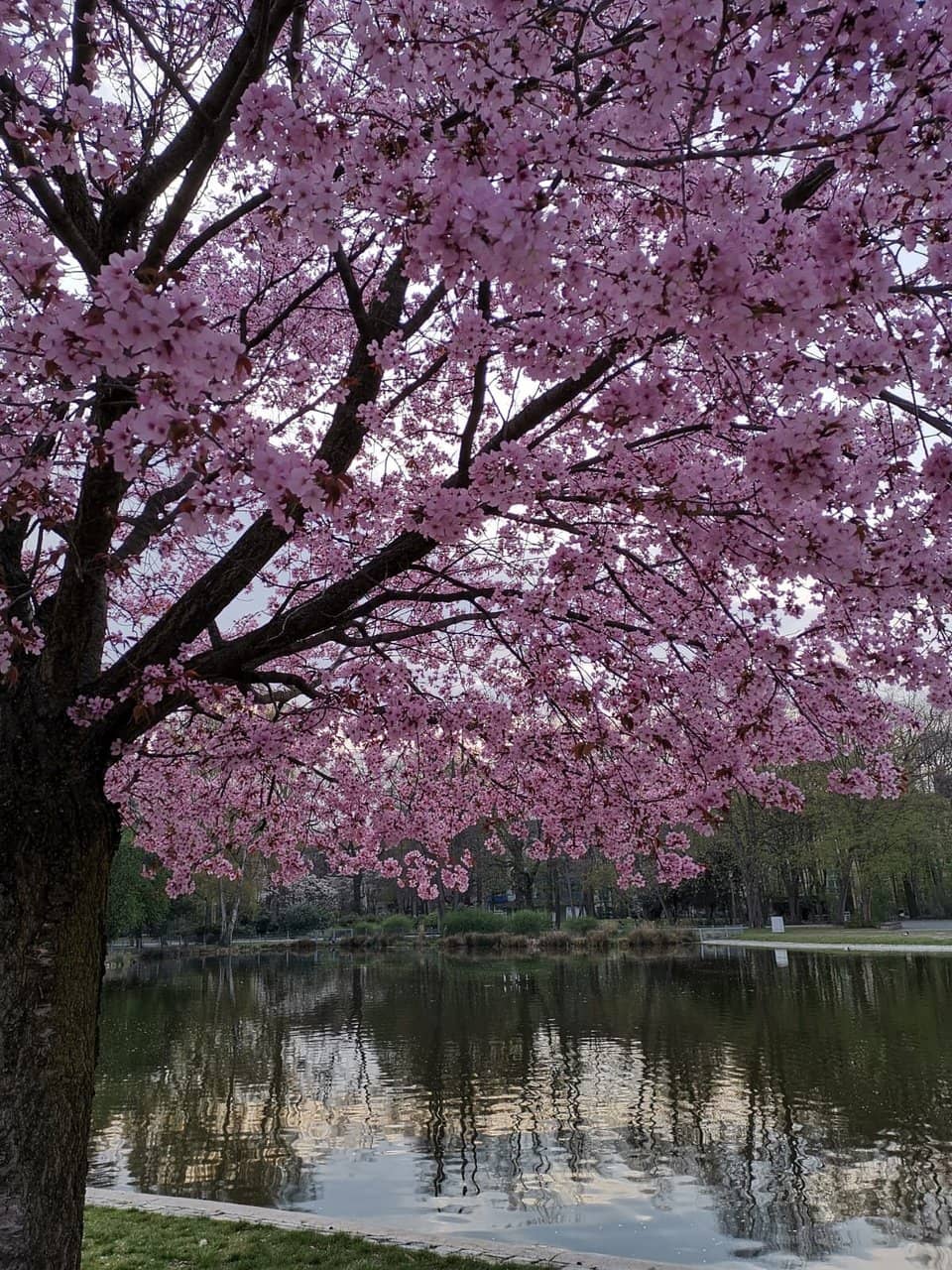 Serene Pond