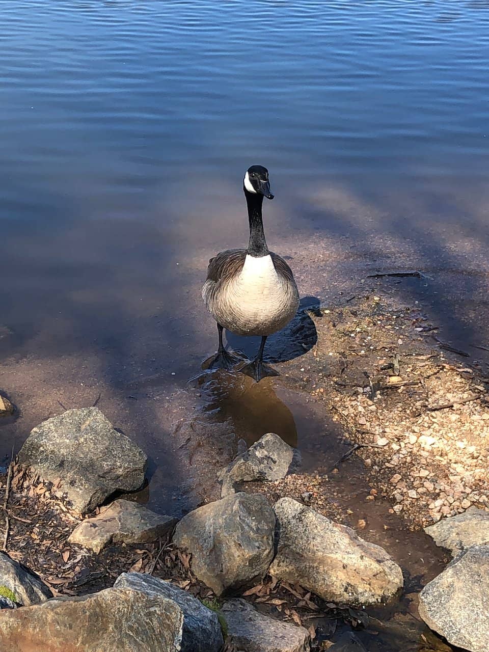 Scenic Walking Trails