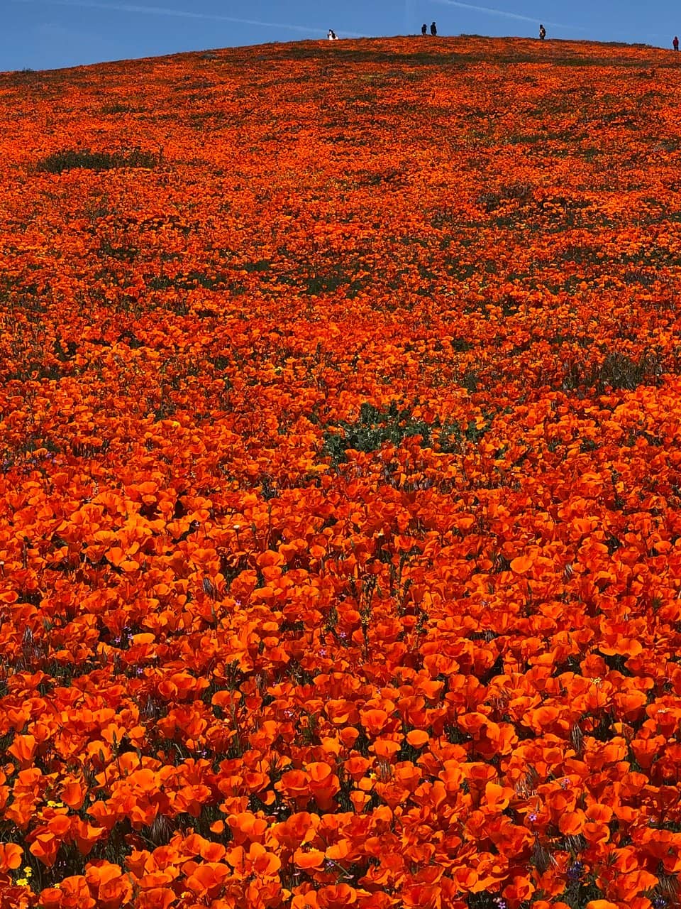 Mojave Desert Scenery