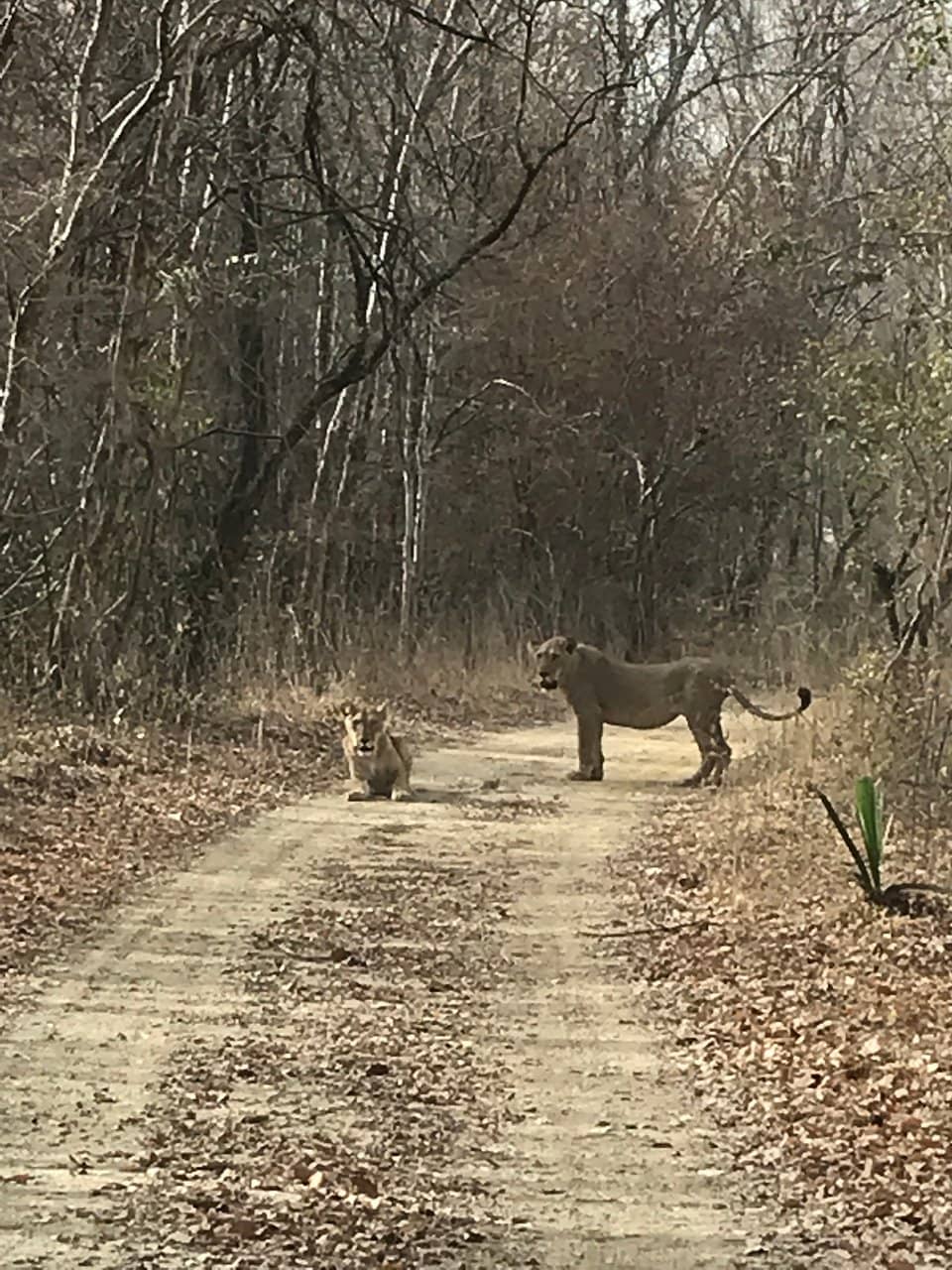 Nioko-Lodge Experience