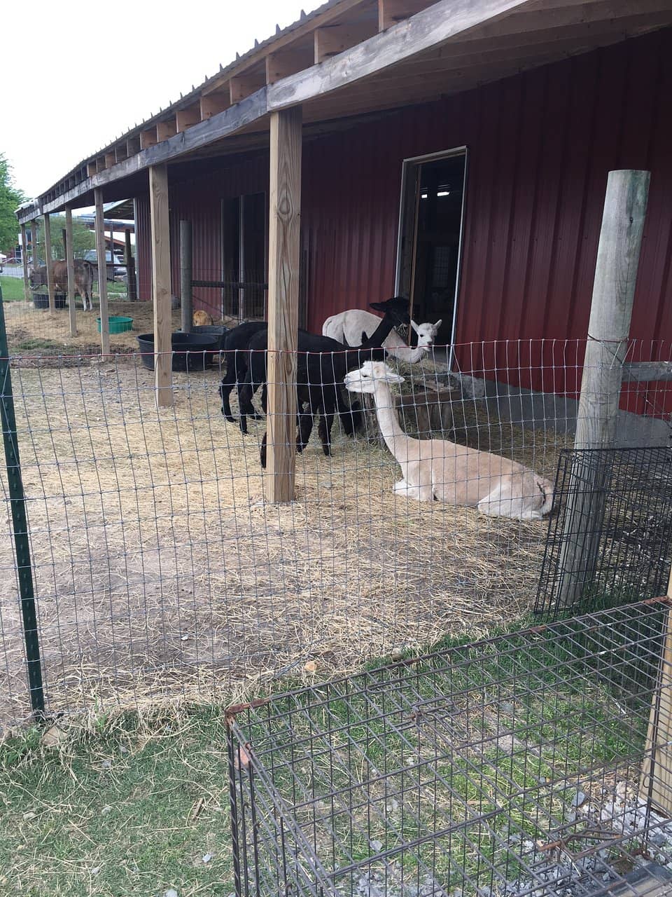 Heifer International's Mission