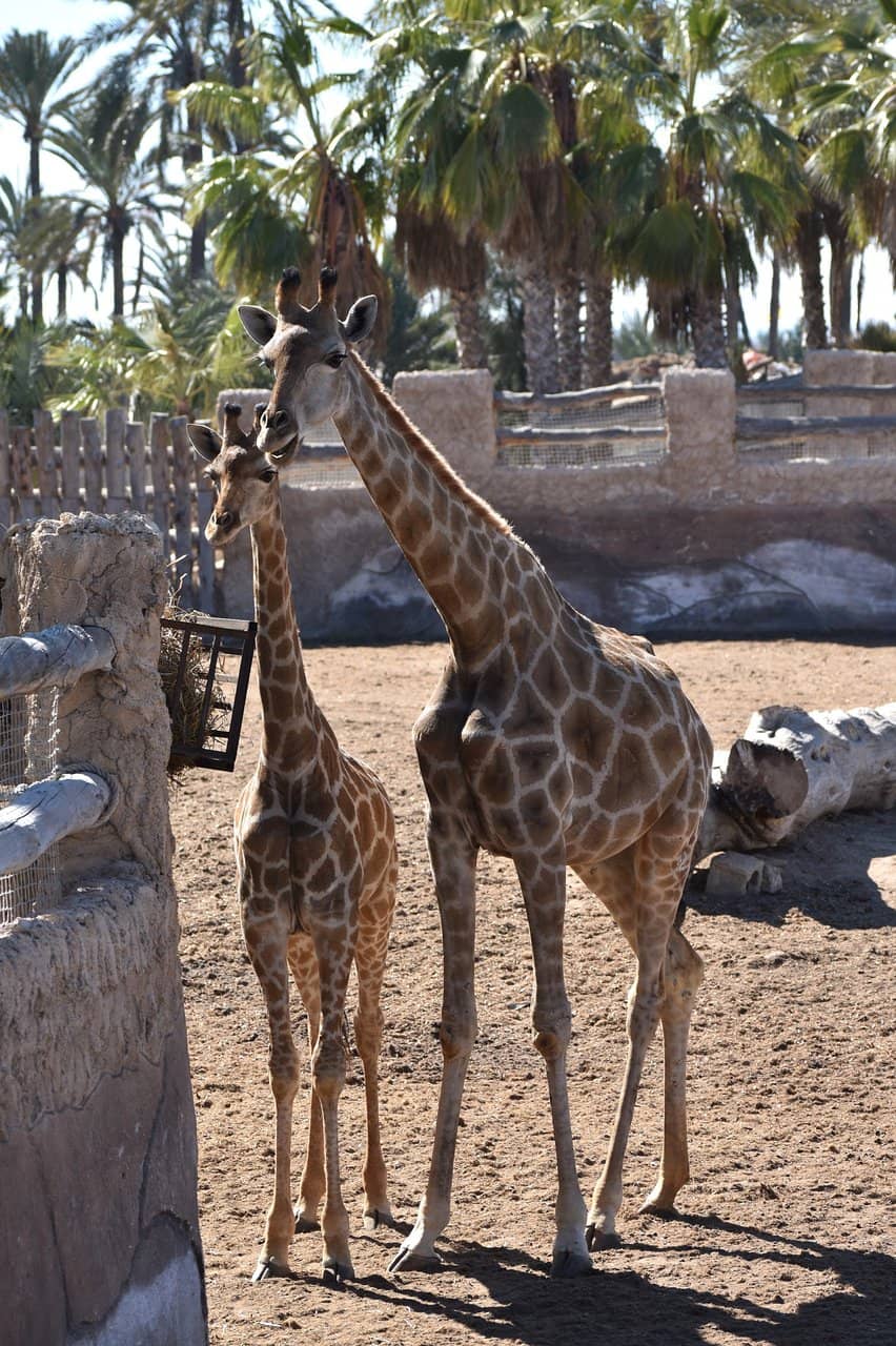 Safari Drive-Through