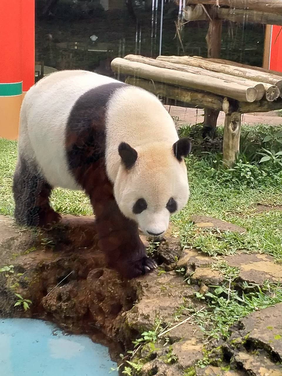 Panda Enclosure