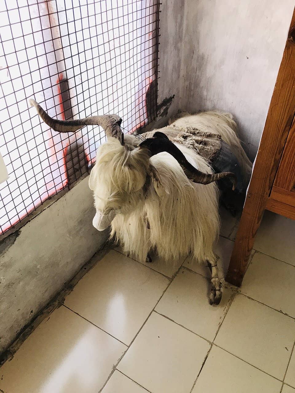 Indigenous Artifacts