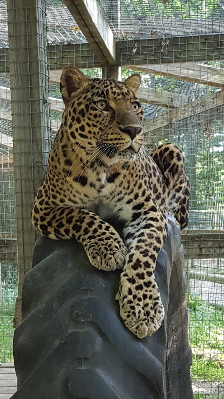 Interactive Animal Encounters