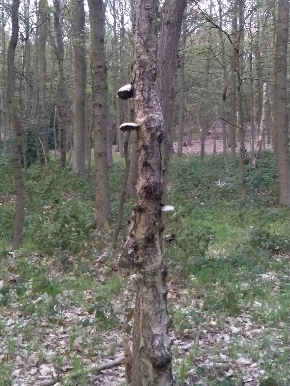 Watch Tower