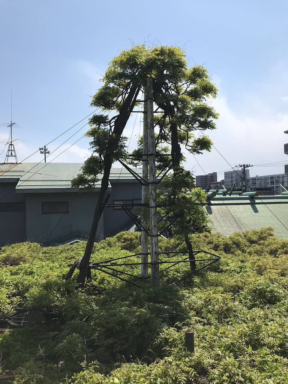 Wisteria Goshuin Stamp