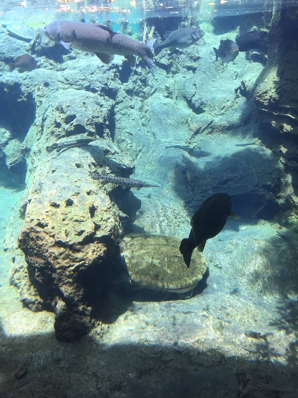 Native Aquatic Life