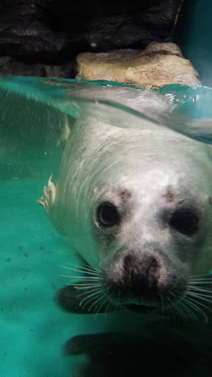Penguin and Seal Exhibits