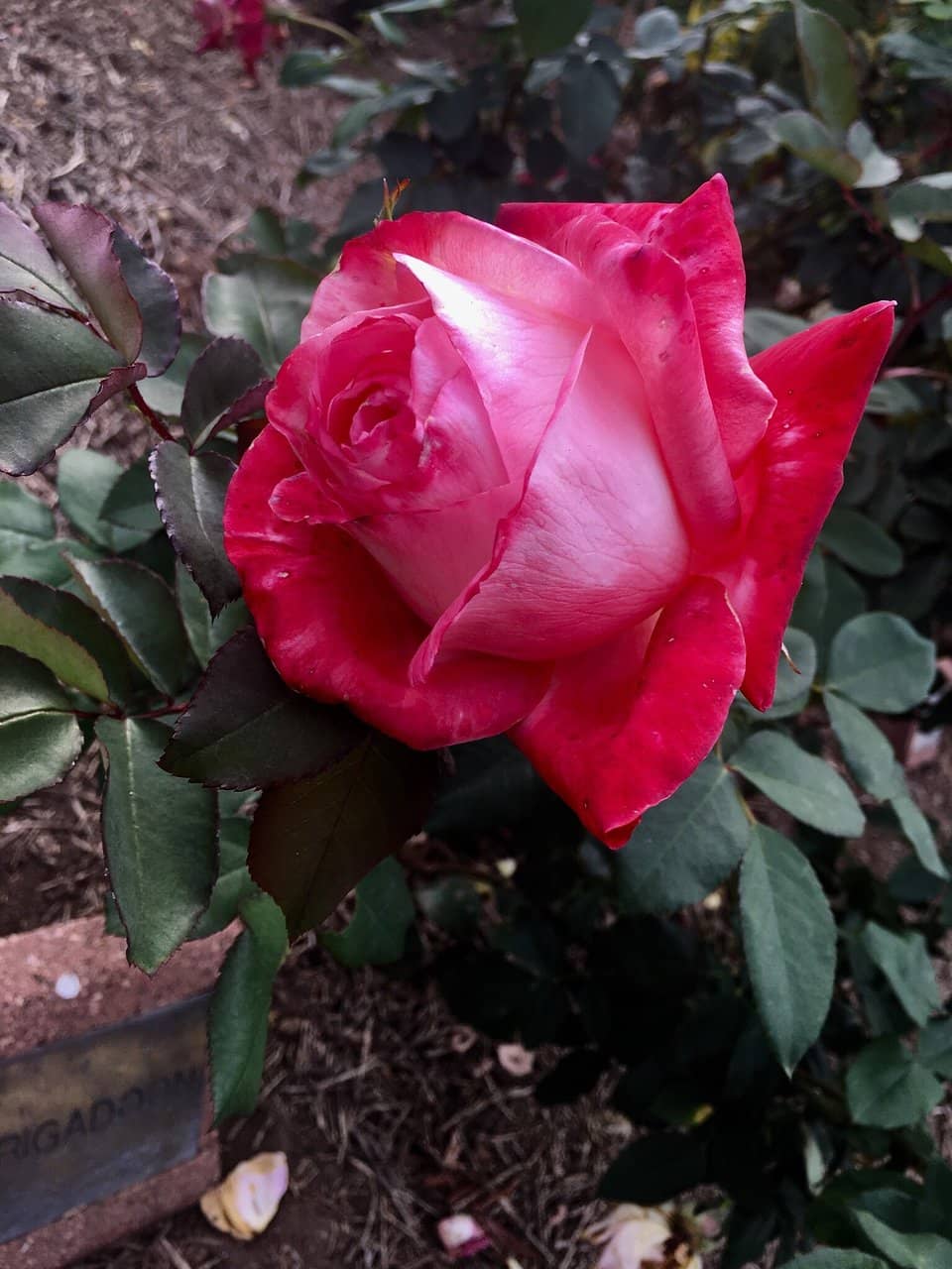 Well-Maintained Flowerbeds