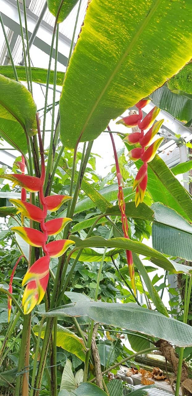 Chameleon and Caiman Encounters