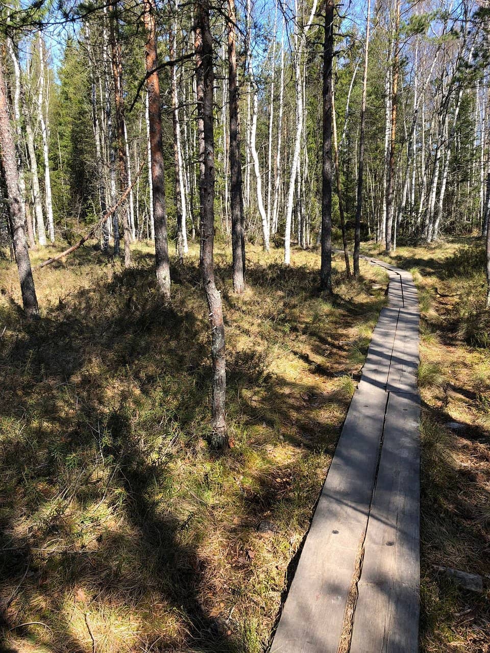 Winter Skiing