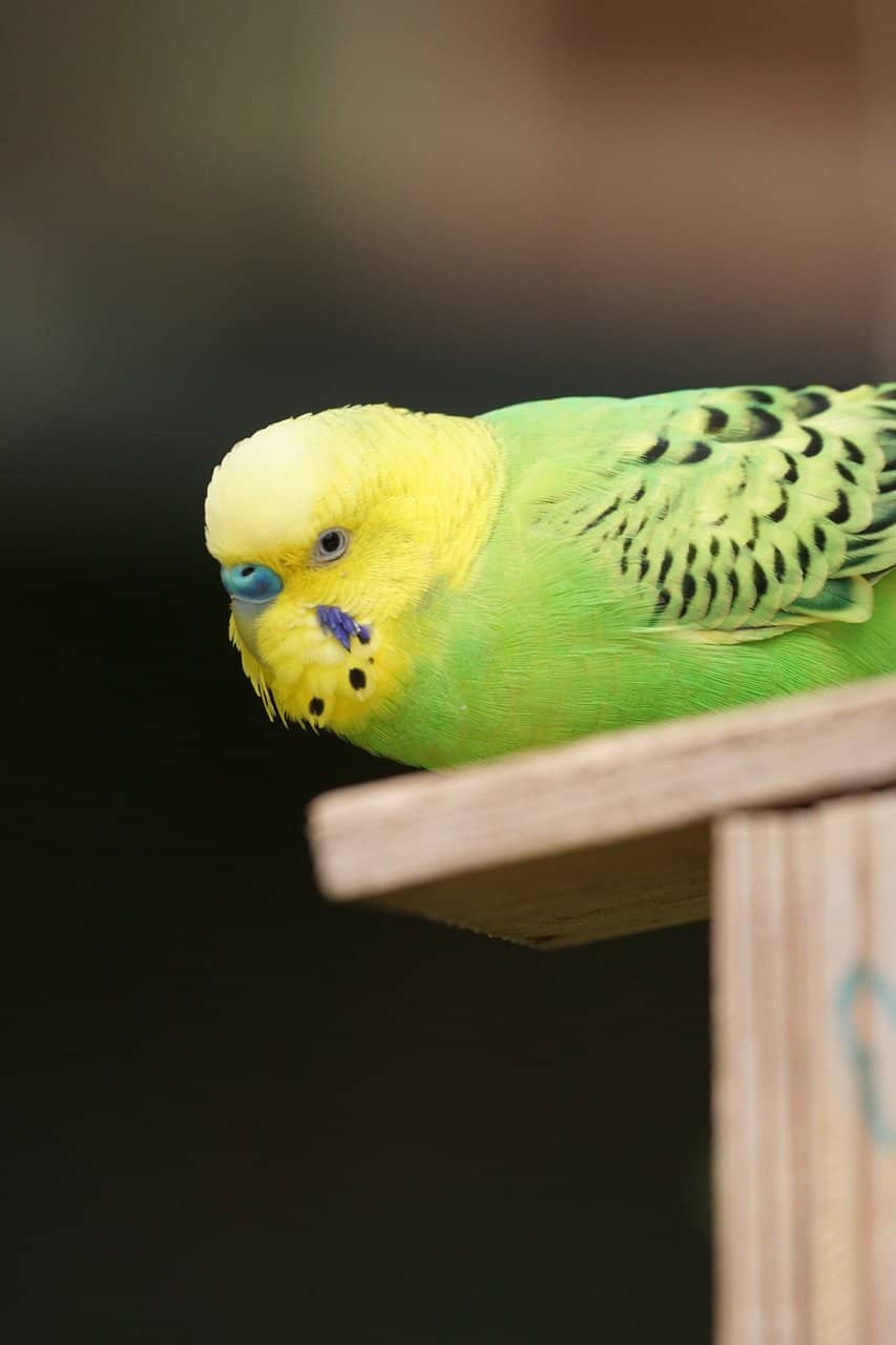 Petting Zoo Encounters