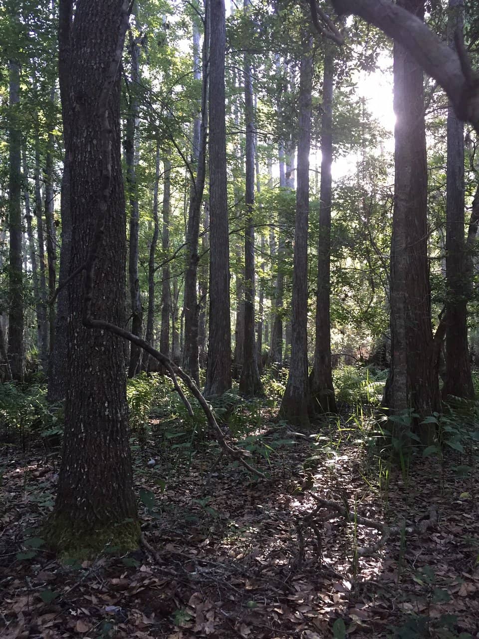 Abundant Wildlife Viewing