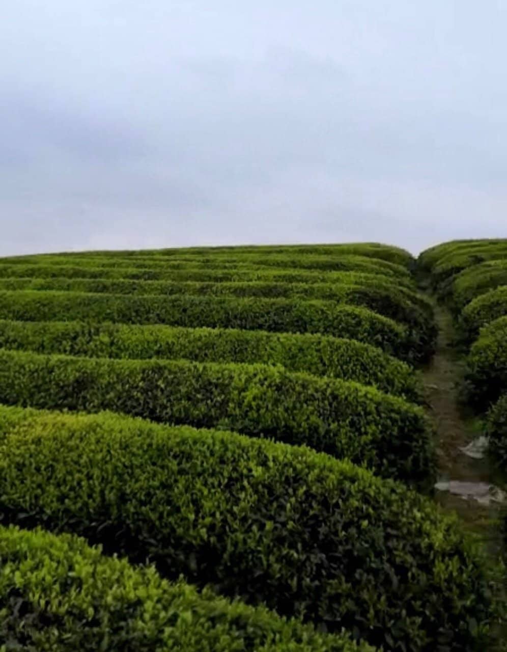 The Original 18 Tea Plants