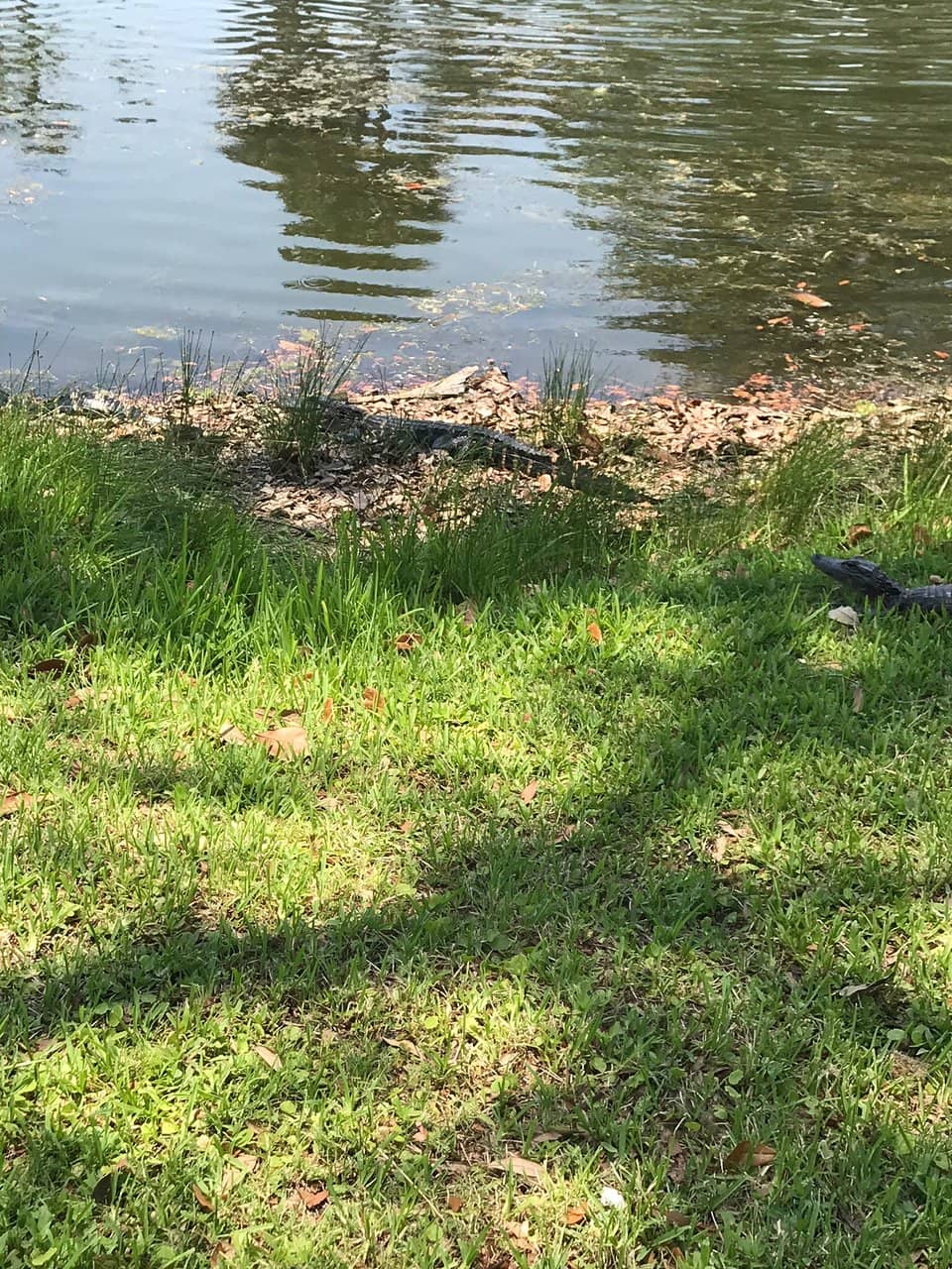 Lush Fairways and Smooth Greens