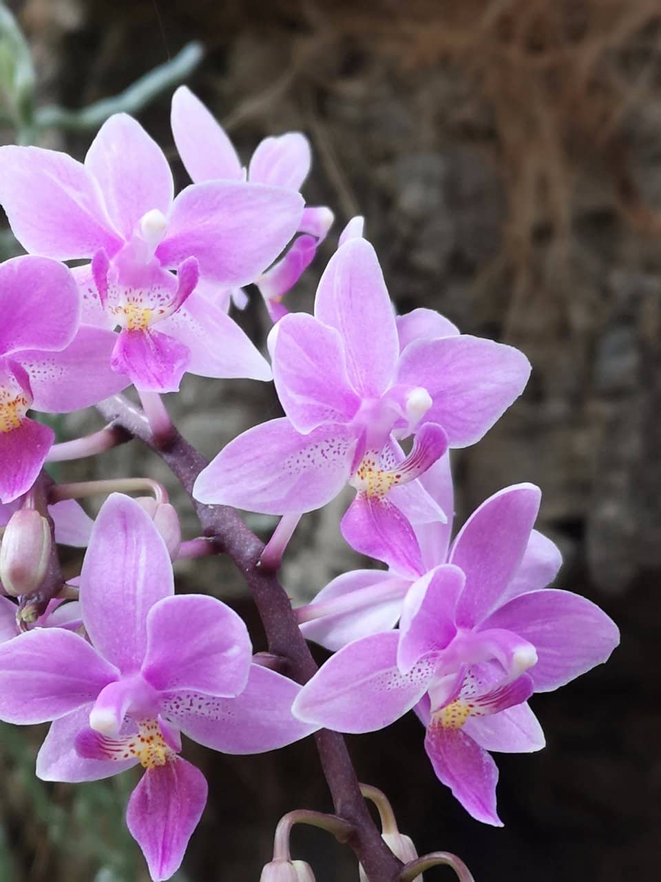 Cascading Waterfalls