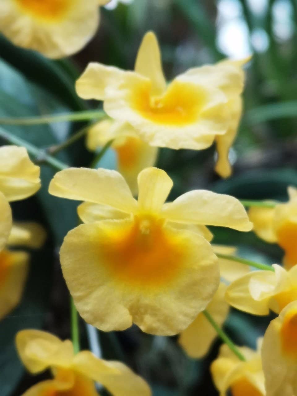 The Grand Glass Domes