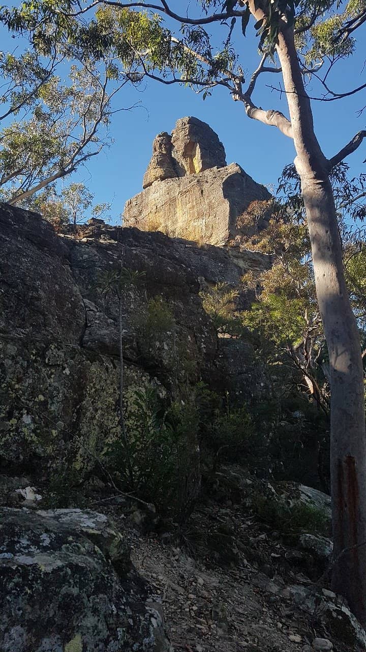 Enchanting Rainforest Patch